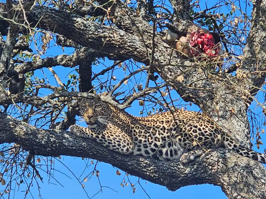Leopard in Serengeti